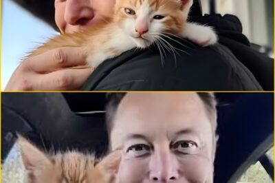The Heartwarming Story of the $12 Shelter Kitten Who Saved Elon Musk’s Life from the Brink of Collapse.