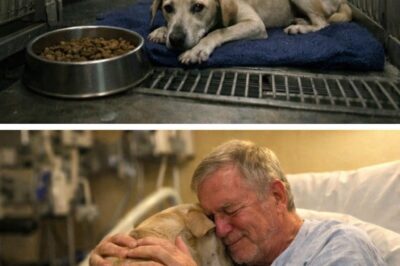 The Dog Lay Inside the Cage, Food Untouched Night After Night — Until Someone Realized Why