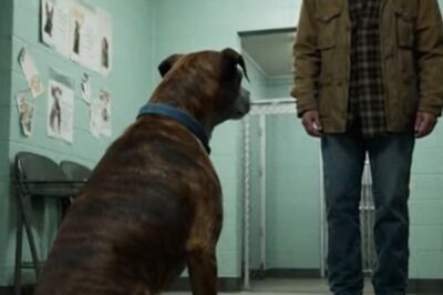 Lost for Years — The Dog’s Reaction When He Saw His Former Owner Again