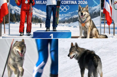Olympic Event Interrupted After Escaped Wolfdog Sprints Onto Course — Owner Reveals How It Happened