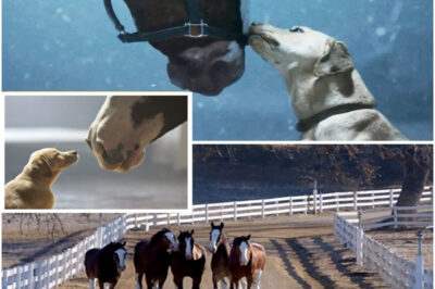 While Super Bowl LX stunned audiences with sweeping shots of bald eagles and towering Clydesdales, it was an earlier chapter that may have lingered even longer in the heart. Super Bowl LVIII didn’t try to overpower the room — it quieted it.