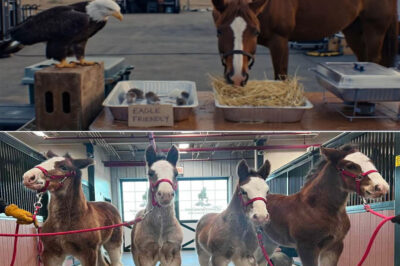 The Super Bowl hasn’t even reached kickoff, yet one truth is already clear: Budweiser isn’t competing for attention — it’s competing for meaning. In a landscape crowded with celebrities, punchlines, and digital chaos, “American Icons” arrives quietly… and then refuses to let go.