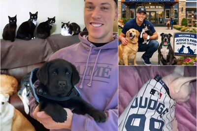 BREAKING: Aaron Judge has stunned New York and the entire MLB community with his announcement of a $3 million investment to build a rescue center for abandoned dogs and cats, marking the largest non-profit project ever associated with his name. The Yankees superstar expressed his deep commitment, saying, “I’ve seen too many lives left behind. If I have the ability to create a safe place for them, then that’s what I have to do — without hesitation.” More than just a charitable act, Judge described this initiative as “a personal promise” from the heart, showing that his compassion off the field is just as powerful as his impact on the baseball diamond. Full story in all comments section 👇👇👇